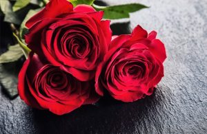 close up of three red roses