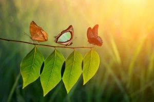 three butterflies on a small branch