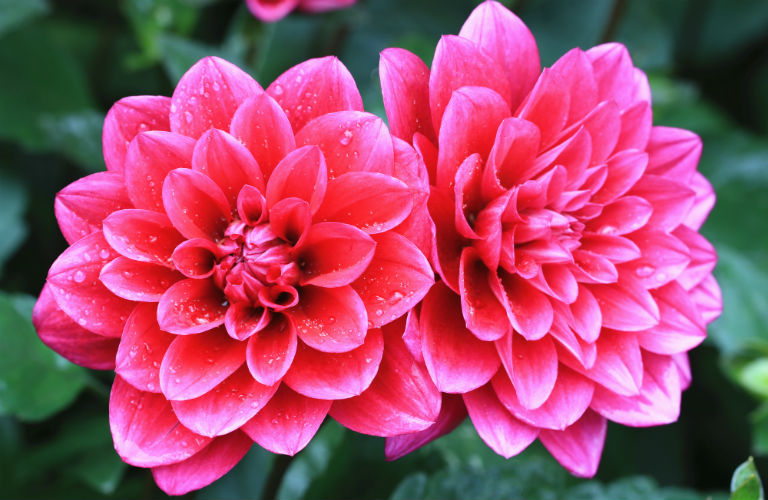 Order Mother's Day Flowers in Phoenix