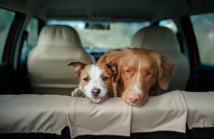 Two dogs in the backseat of an SUV
