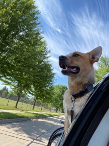 Photo of adorable Red Heeler in car