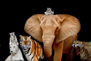 lion, lemur, tiger, leopard, elephant