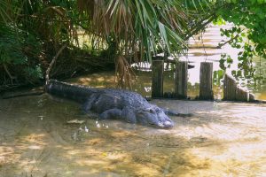 American alligator is getting out from the water. Alligator is a large crocodile in the water. American Alligator - Alligator
