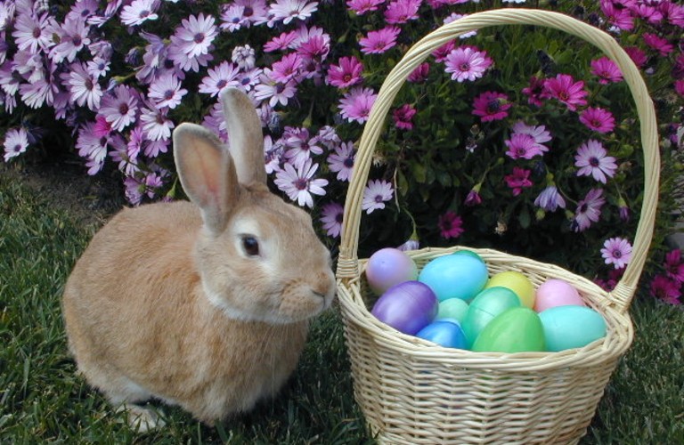 A small rabbit sitting in the green grass next to an Easter basket filled with eggs.