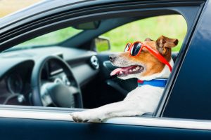 Dog In Car at steering Wheel